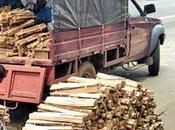 Firewood Overcome Cooking Shortage