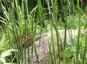 Pond Life