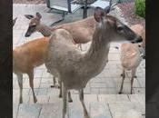 Viral Video: Mother Deer Visits Family Introduce Baby