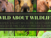 Wild About Wildlife Month: Aspen Valley Sanctuary's Adorable Moose Calves #WildWednesday
