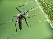 Beginners' Guide Mosquito Control Baton Rouge