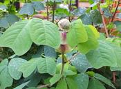 Favourite Plant Week Amicia Zygomeris