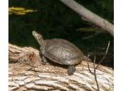 Arizona Turtles Update–November, 2013