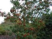 Photinia Davidiana