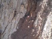 What Termites Eating Your Tree,
