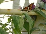 Pismo Beach Monarch Butterfly Grove @Pismotravel