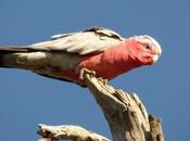 Creation: Galah