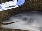 Deadly Dolphin Virus Arrives Florida