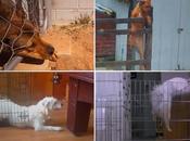 MISSION IMPOSSIBLE: DOGS Caught VIDEO Making Amazing Escape!
