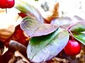 Wintergreen, Partridge Berry, Pipsissewa. Woodland Plants Harriman State Park.