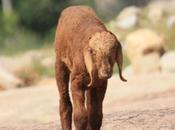 DAILY PHOTO: Reservoir Goat