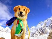 Rescued from Dump Becomes Canine Climb Everest!