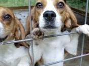 Plans Beagle Farm East Yorkshire Rejected Animal Rights Victory