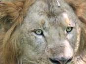 POEM: Lion Eyes Lionize Lyin’ Eyes)