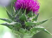 What Health Properties Does Milk Thistle Have?