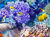 Despite Climate-Doomsaying, Great Barrier Reef’s Coral Growth Soars Record