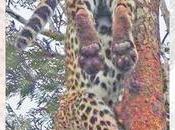 Leopard’s Death Probe: Anaesthetist Fuel Queue