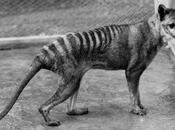 Should Bring Back Thylacine? Asked Experts