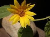 Summer Blooms