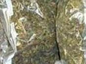 Navy Seizes Over Rs.27 Worth Kerala Cannabis