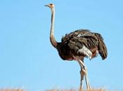 Ostrich Policy Bubble Burst Decade