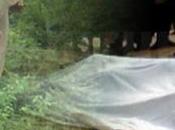 Girl Dies Wild Elephant Attack