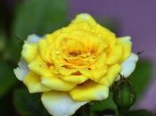 Celebrating Onam -with Roses