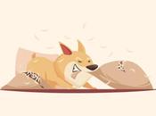 Best Corgi Gifts Lovers Your Life