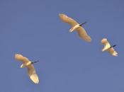 Cranes Flying White Finger Nails