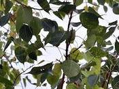 Beetles ‘Batocera Rufomaculata’