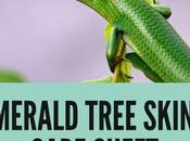 Emerald Tree Skink Care Sheet (2022 Guide)