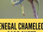 Senegal Chameleon Care Sheet 2022