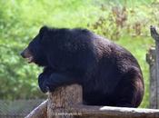 Bearish Thought கரடி விடறது