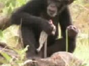 Spear-wielding Chimps Live Caves