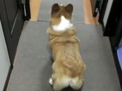 Watch: This Twerk Even Better Than Miley Cyrus