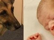 Creation: German Shepherd Saved Abandoned Baby