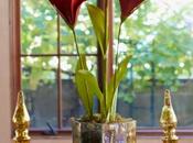 Holiday Amaryllis