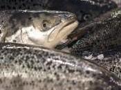 Escaped Norwegian Salmon Find Bounty Their Heads