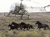 Begin Massive Wyoming Wild Horse Roundup Appease Ranchers