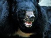 Featured Animal: Asiatic Black Bear
