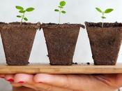 Benefits Indoor Plants