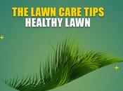 Lawn Care Tips Bermuda Grass