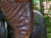 Hornbill Driven Extinction 'ivory' Only Elephants