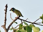 Beau Green Coppersmith Barbets