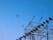 Count Them Nation Releases Cheetahs