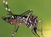 Indian Nets Protect Pakistanis