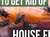 Homemade Traps Remedies