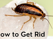 Eliminate Cockroaches From Your Home?