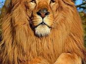 Fascinating Lesser Known Facts About Lions