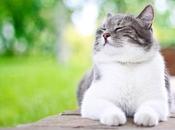What Estrus Cats?